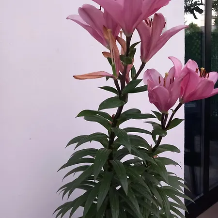 Bloom Garden بيت ضيافة *