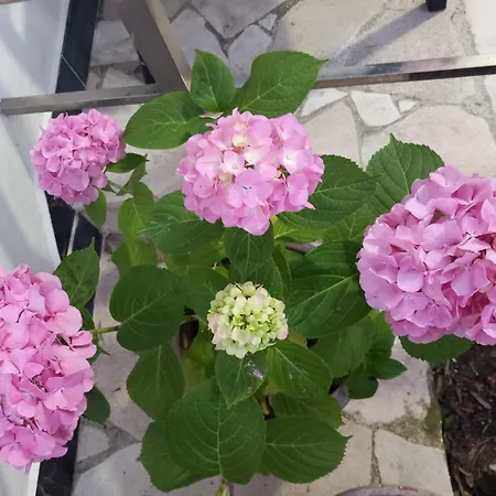 Gæstehus Bloom Garden