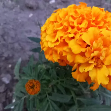 Bloom Garden * فلورا