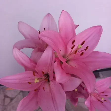 بيت ضيافة Bloom Garden *